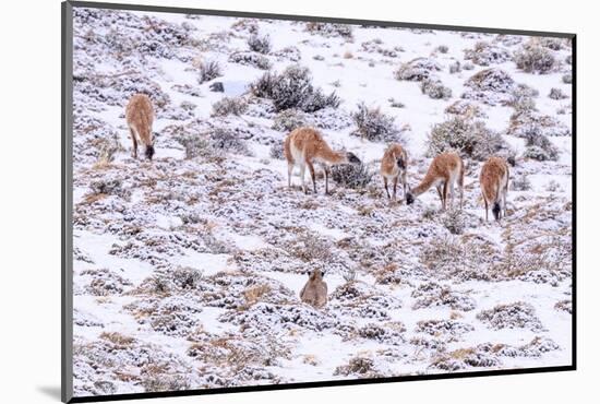 Puma female, stalking Guanaco herd in snow, Patagonia, Chile-Nick Garbutt-Mounted Photographic Print