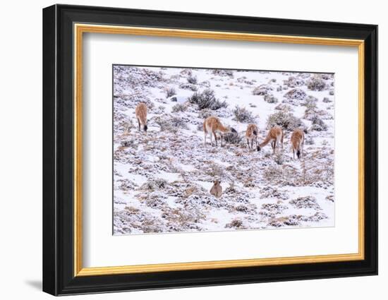 Puma female, stalking Guanaco herd in snow, Patagonia, Chile-Nick Garbutt-Framed Photographic Print