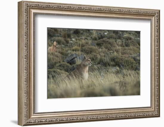 Puma Female, Torres del Paine NP, Patagonia, Magellanic Region, Chile-Pete Oxford-Framed Photographic Print