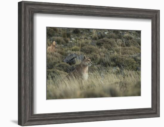 Puma Female, Torres del Paine NP, Patagonia, Magellanic Region, Chile-Pete Oxford-Framed Photographic Print