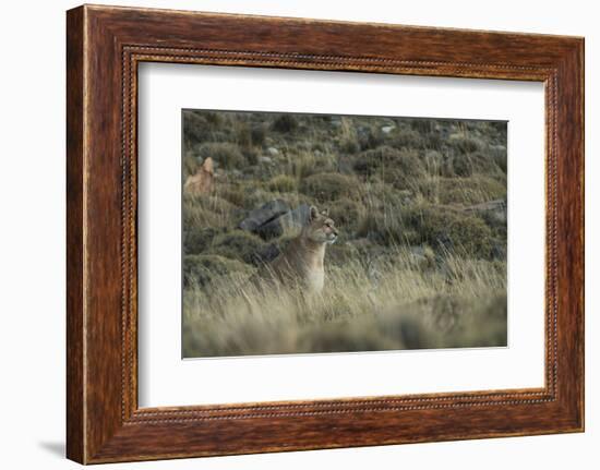 Puma Female, Torres del Paine NP, Patagonia, Magellanic Region, Chile-Pete Oxford-Framed Photographic Print