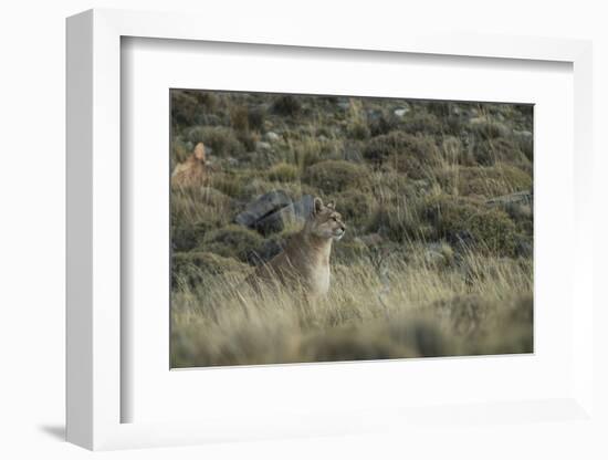 Puma Female, Torres del Paine NP, Patagonia, Magellanic Region, Chile-Pete Oxford-Framed Photographic Print