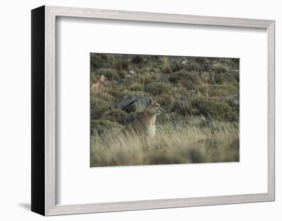 Puma Female, Torres del Paine NP, Patagonia, Magellanic Region, Chile-Pete Oxford-Framed Photographic Print