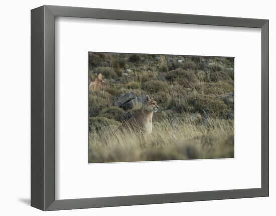 Puma Female, Torres del Paine NP, Patagonia, Magellanic Region, Chile-Pete Oxford-Framed Photographic Print