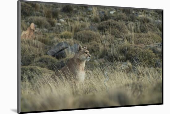 Puma Female, Torres del Paine NP, Patagonia, Magellanic Region, Chile-Pete Oxford-Mounted Photographic Print