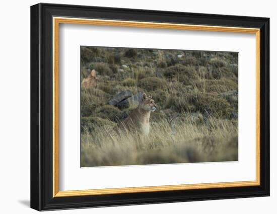 Puma Female, Torres del Paine NP, Patagonia, Magellanic Region, Chile-Pete Oxford-Framed Photographic Print