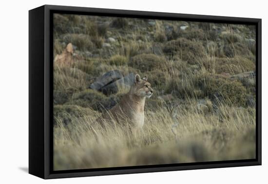 Puma Female, Torres del Paine NP, Patagonia, Magellanic Region, Chile-Pete Oxford-Framed Premier Image Canvas