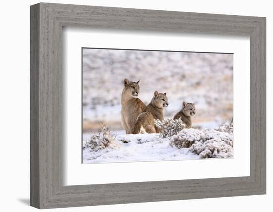 Puma female with two cubs sitting in fresh snow, Patagonia-Nick Garbutt-Framed Photographic Print