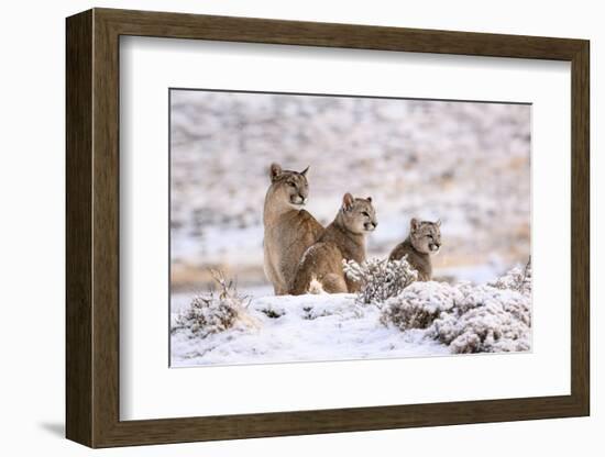 Puma female with two cubs sitting in fresh snow, Patagonia-Nick Garbutt-Framed Photographic Print