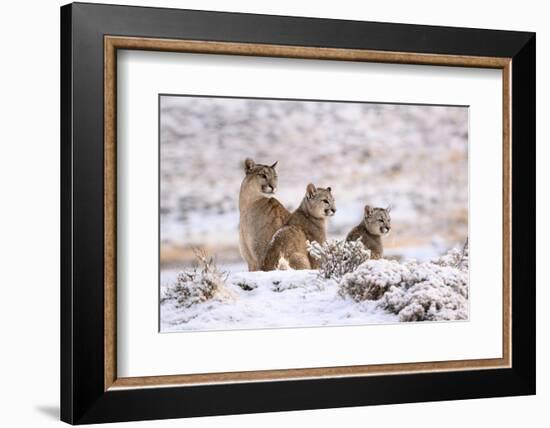 Puma female with two cubs sitting in fresh snow, Patagonia-Nick Garbutt-Framed Photographic Print