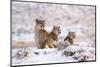 Puma female with two cubs sitting in fresh snow, Patagonia-Nick Garbutt-Mounted Photographic Print