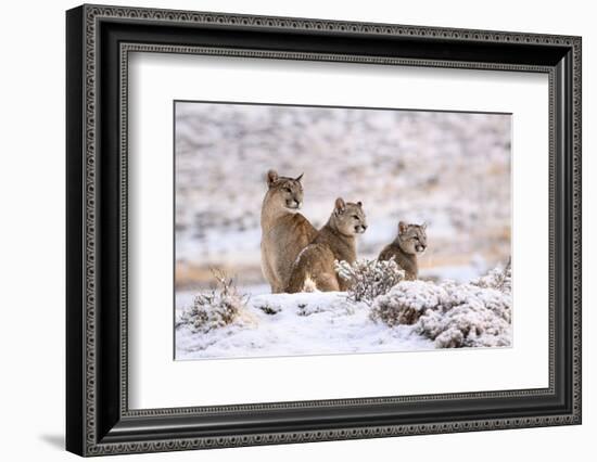 Puma female with two cubs sitting in fresh snow, Patagonia-Nick Garbutt-Framed Photographic Print