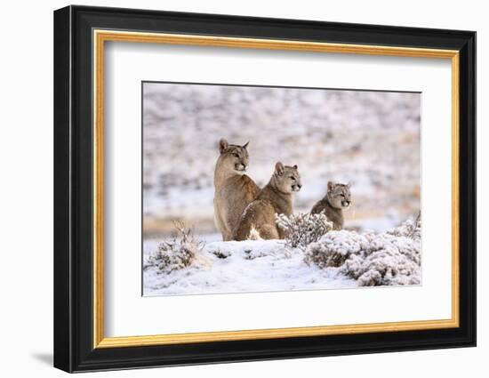 Puma female with two cubs sitting in fresh snow, Patagonia-Nick Garbutt-Framed Photographic Print