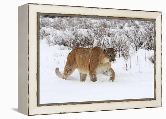 Puma in Snow-null-Framed Premier Image Canvas