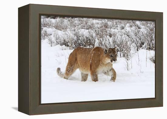 Puma in Snow-null-Framed Premier Image Canvas