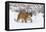 Puma in Snow-null-Framed Premier Image Canvas