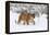 Puma in Snow-null-Framed Premier Image Canvas