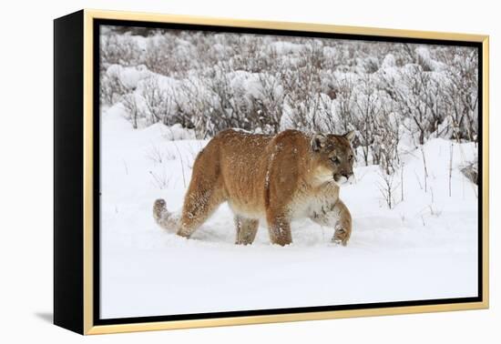 Puma in Snow-null-Framed Premier Image Canvas