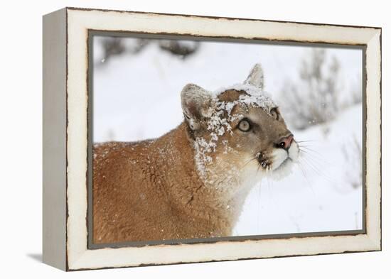 Puma in Snow-null-Framed Premier Image Canvas