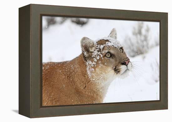 Puma in Snow-null-Framed Premier Image Canvas