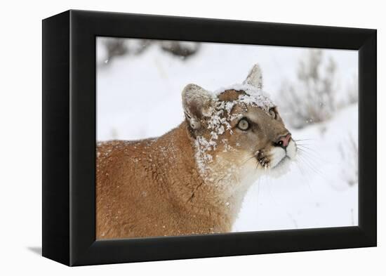 Puma in Snow-null-Framed Premier Image Canvas