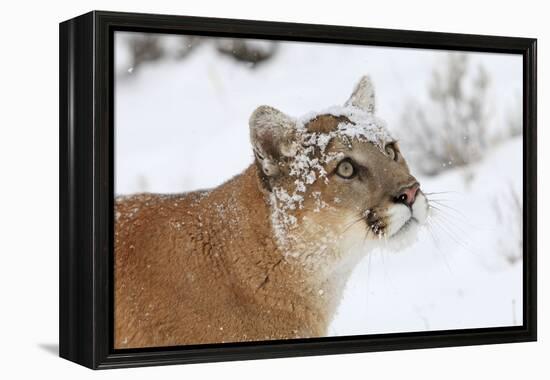 Puma in Snow-null-Framed Premier Image Canvas