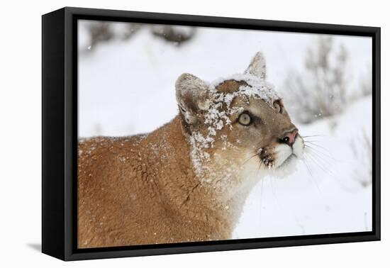 Puma in Snow-null-Framed Premier Image Canvas