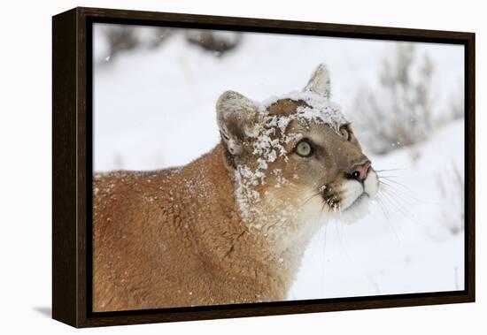 Puma in Snow-null-Framed Premier Image Canvas