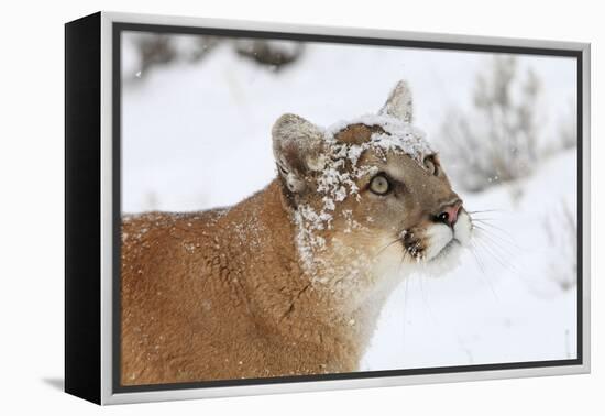 Puma in Snow-null-Framed Premier Image Canvas