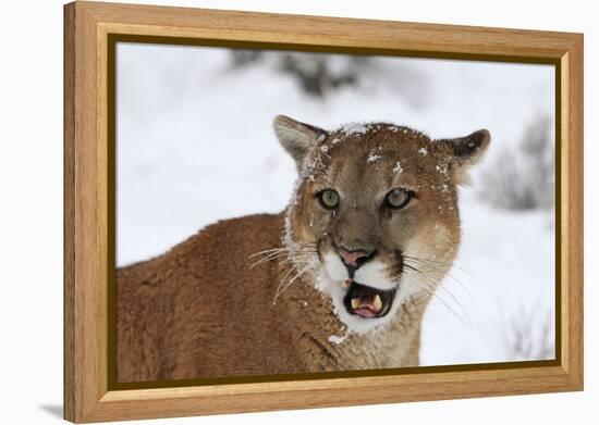 Puma in Snow-null-Framed Premier Image Canvas