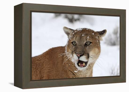 Puma in Snow-null-Framed Premier Image Canvas