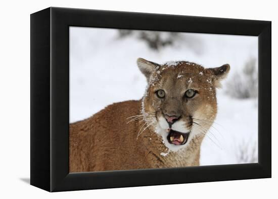 Puma in Snow-null-Framed Premier Image Canvas