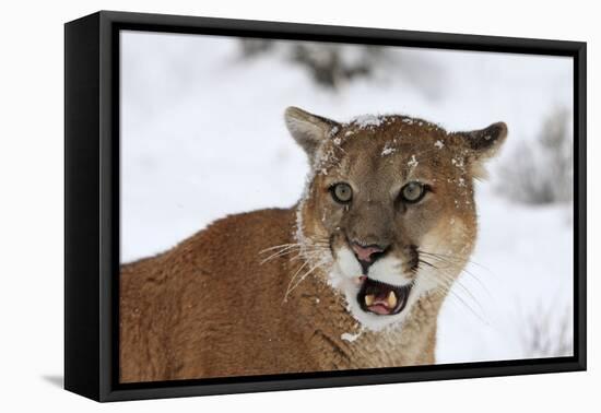 Puma in Snow-null-Framed Premier Image Canvas