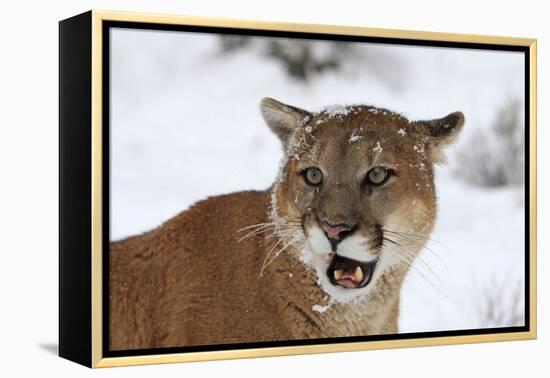 Puma in Snow-null-Framed Premier Image Canvas