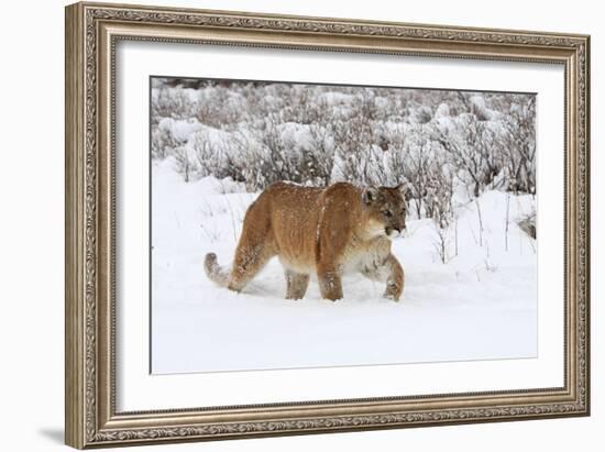 Puma in Snow-null-Framed Photographic Print