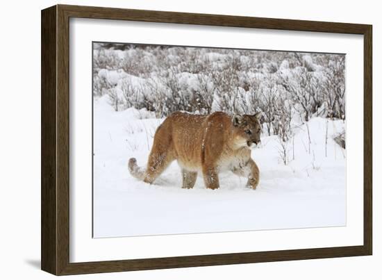 Puma in Snow-null-Framed Photographic Print