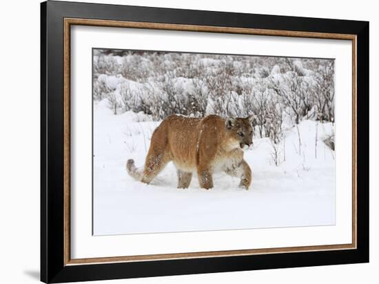 Puma in Snow-null-Framed Photographic Print