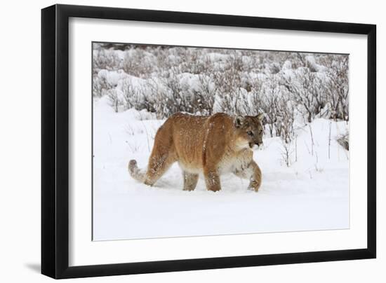 Puma in Snow--Framed Photographic Print