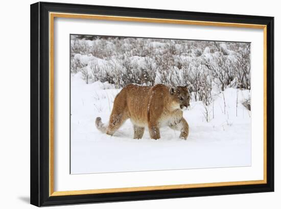 Puma in Snow-null-Framed Photographic Print