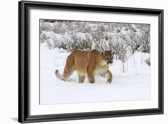 Puma in Snow-null-Framed Photographic Print