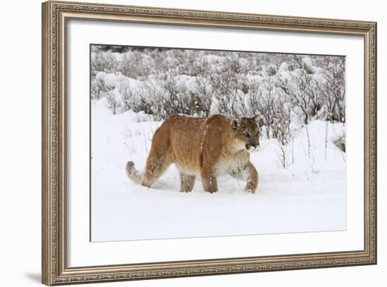 Puma in Snow-null-Framed Photographic Print