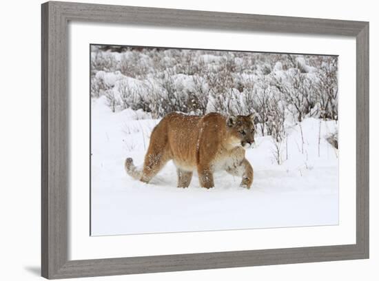 Puma in Snow-null-Framed Photographic Print