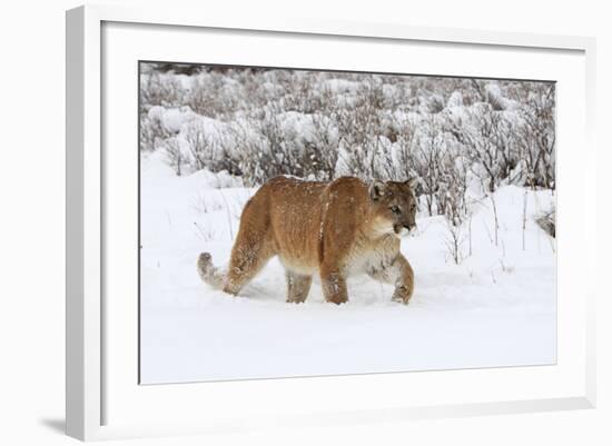 Puma in Snow-null-Framed Photographic Print