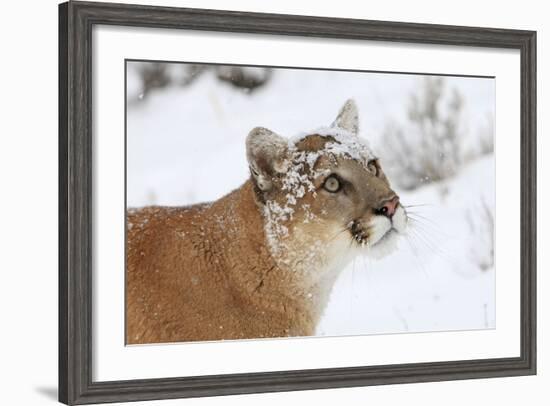 Puma in Snow-null-Framed Photographic Print