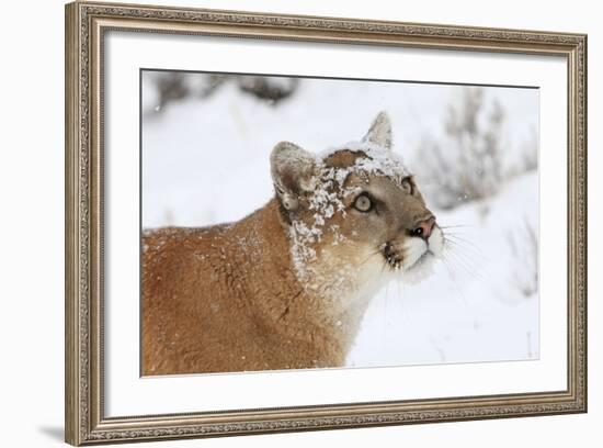 Puma in Snow-null-Framed Photographic Print