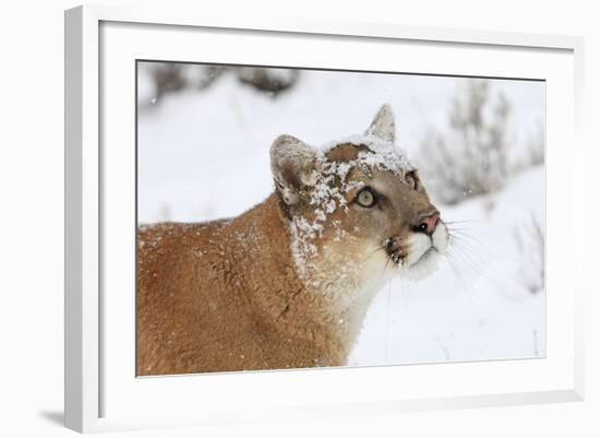 Puma in Snow-null-Framed Photographic Print