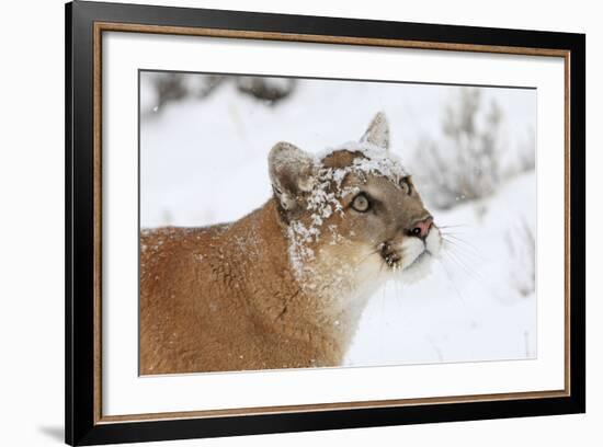 Puma in Snow-null-Framed Photographic Print