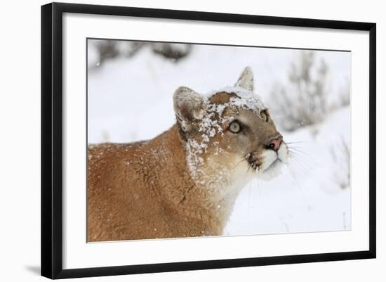 Puma in Snow--Framed Photographic Print