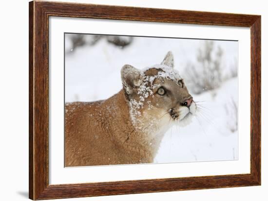 Puma in Snow-null-Framed Photographic Print