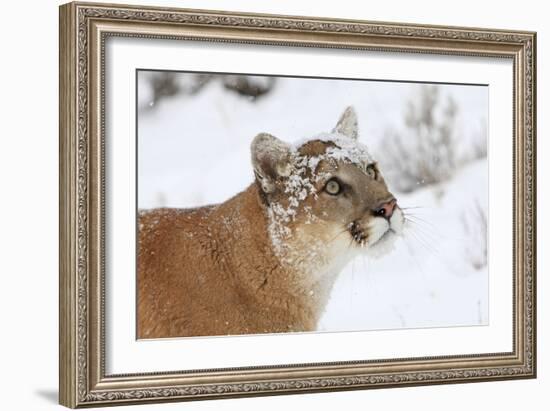 Puma in Snow-null-Framed Photographic Print